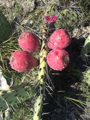Opuntia stenopetala