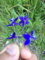Delphinium patens