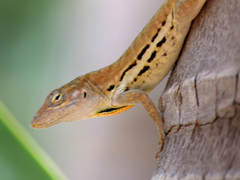 Anolis lineatus