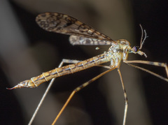 Austrolimnophila argus