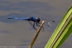 Trithemis dorsalis