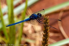 Trithemis dorsalis