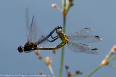 Trithemis dorsalis