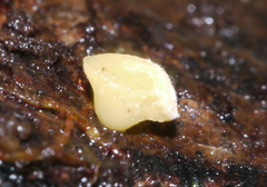 Hymenoscyphus calyculus