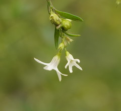Cyphanthera anthocercidea
