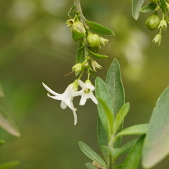 Cyphanthera anthocercidea