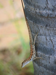 Anolis lineatus