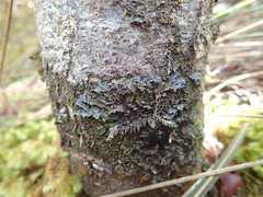 Leioderma duplicatum