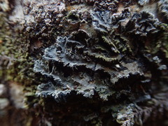 Leioderma duplicatum