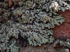 Menegazzia eperforata