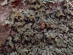 Menegazzia eperforata