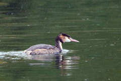 Podiceps cristatus