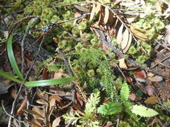 Lateristachys lateralis