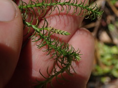 Lateristachys lateralis