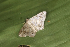 Macaria nervata