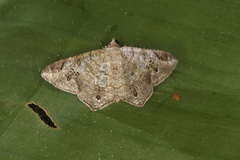 Macaria nervata