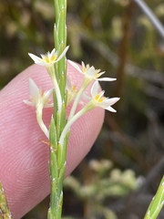 Struthiola ciliata ciliata