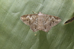 Macaria nervata
