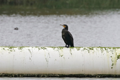 Phalacrocorax carbo