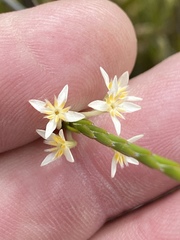 Struthiola ciliata ciliata
