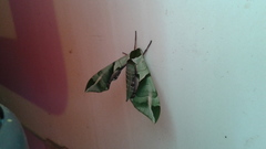 Callambulyx tatarinovii