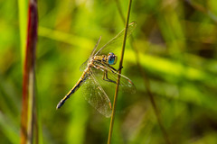 Orthetrum abbotti
