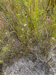 Struthiola ciliata ciliata