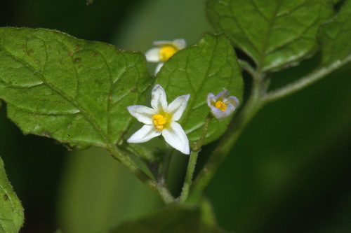 Solanum opacum