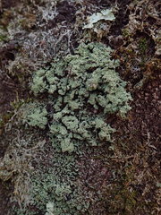 Psoromidium aleuroides