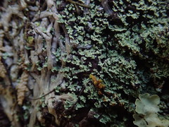 Psoromidium aleuroides