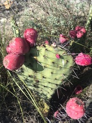 Opuntia stenopetala