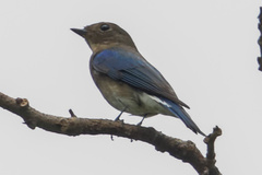 Cyanoptila