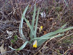 Tulipa uniflora