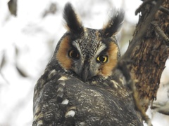 Asio otus