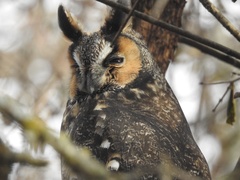 Asio otus