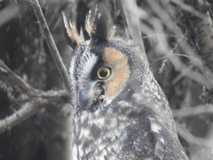 Asio otus