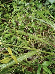 Panicum bisulcatum