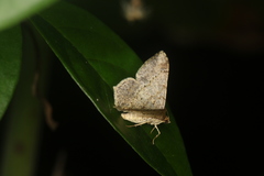 Macaria nundinata