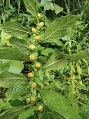 Carpesium abrotanoides