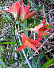 Hippeastrum striatum