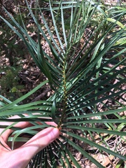 Macrozamia spiralis