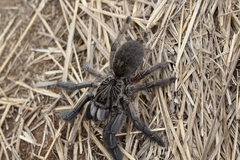 Ceratogyrus dolichocephalus