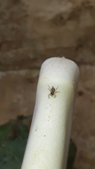 Maeota dichrura