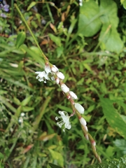 Persicaria japonica