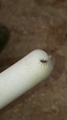 Maeota dichrura