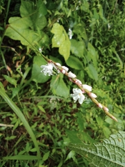 Persicaria japonica