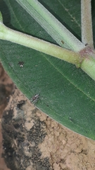 Maeota dichrura