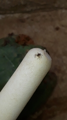 Maeota dichrura