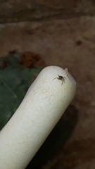 Maeota dichrura