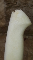 Maeota dichrura